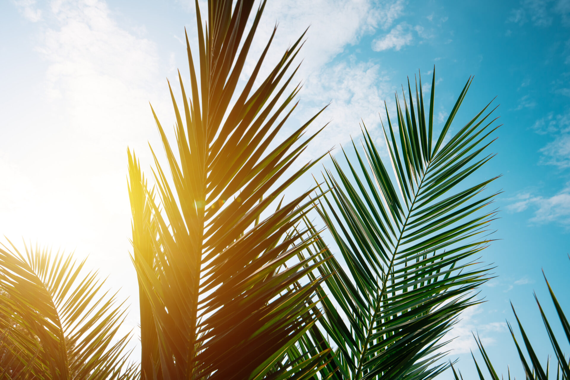 Green palm tree leaves against blue summer sky, selective focus