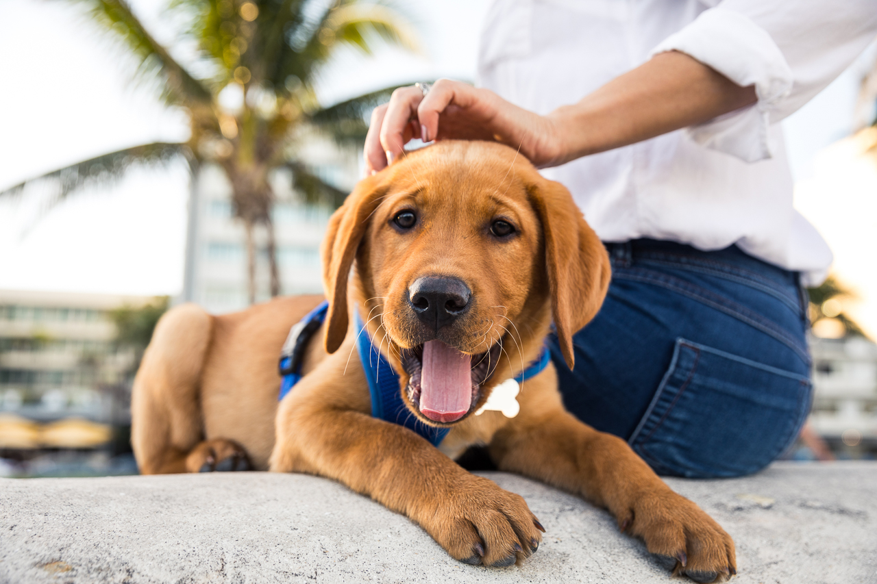 Woman with her Labrador puppy during a beautiful day at the park, enjoying their Riversong life