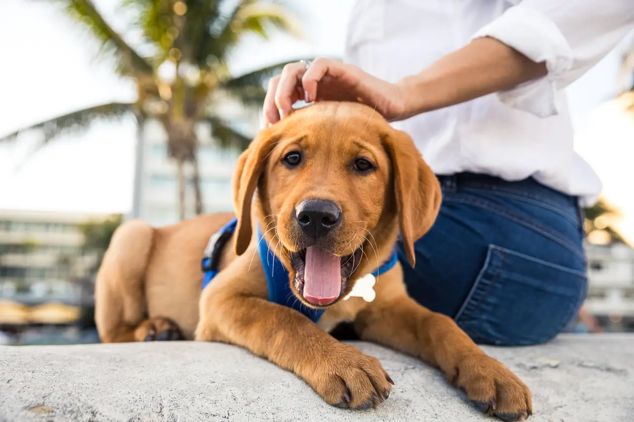 Woman with her Labrador puppy during a beautiful day at the park, enjoying their Riversong life